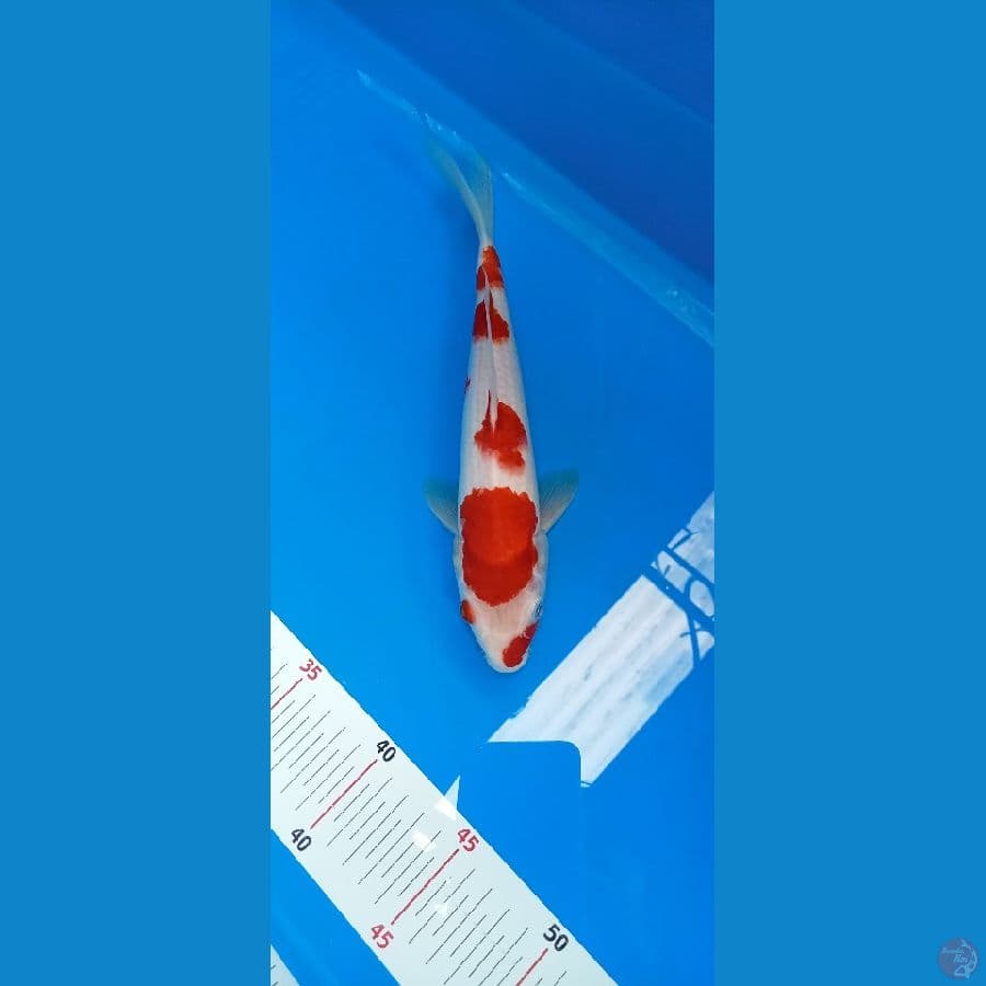 Maruten kohaku ucibeni 27cm