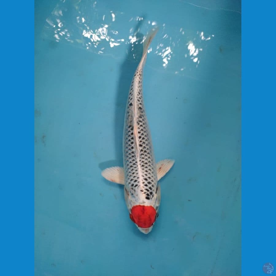 tanco kujaku 33 cm male