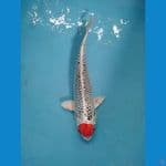tanco kujaku 33 cm male