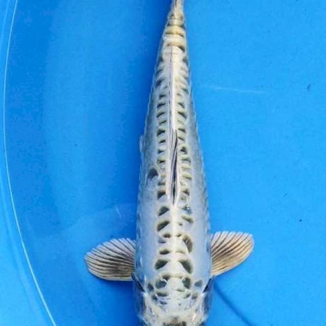 Kawarimono 30 cm
