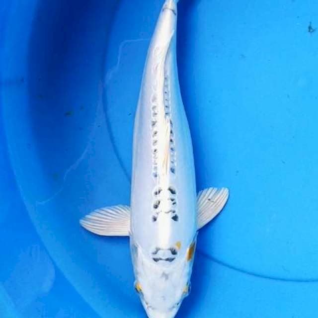 Antik 35 cm