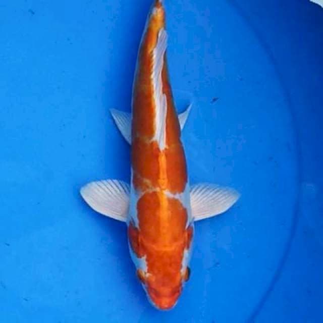 Kikushui 28 cm