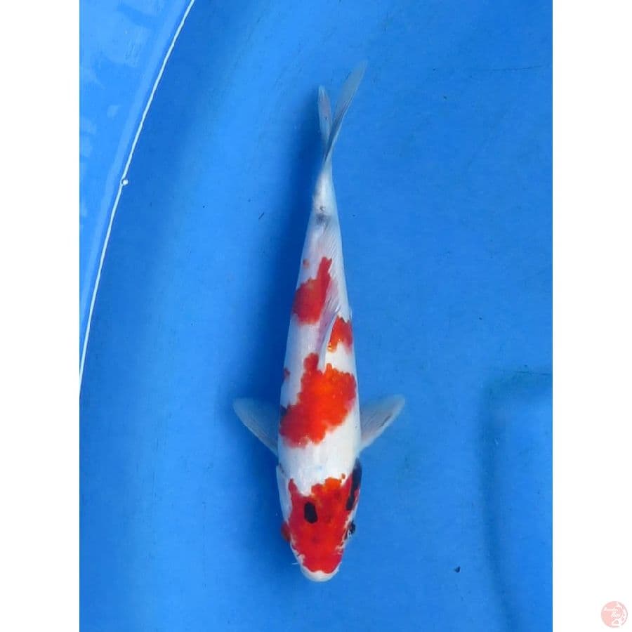 23cm - Kindai Showa Male