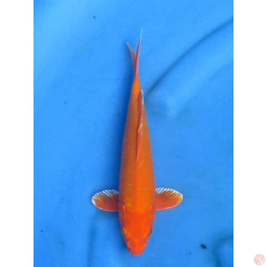 24cm - Orenji Male