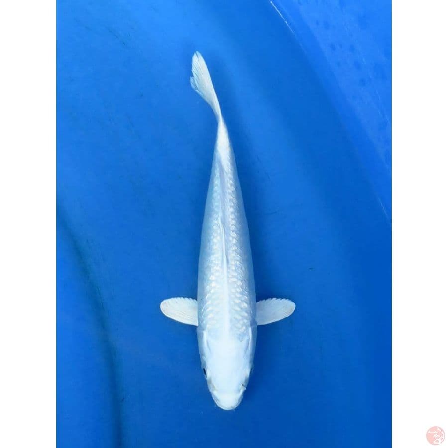 23cm - Platinum Ginrin SQ