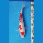 KOHAKU 29CM