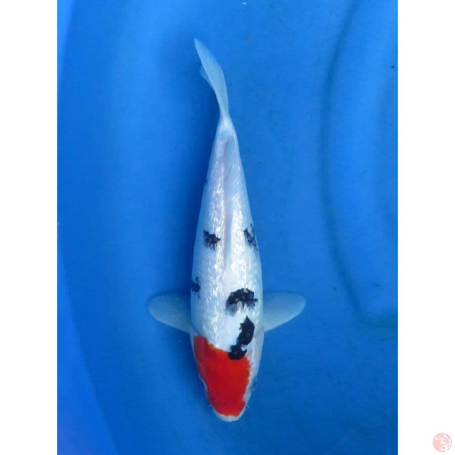 28cm - Tancho Ginrin Ori