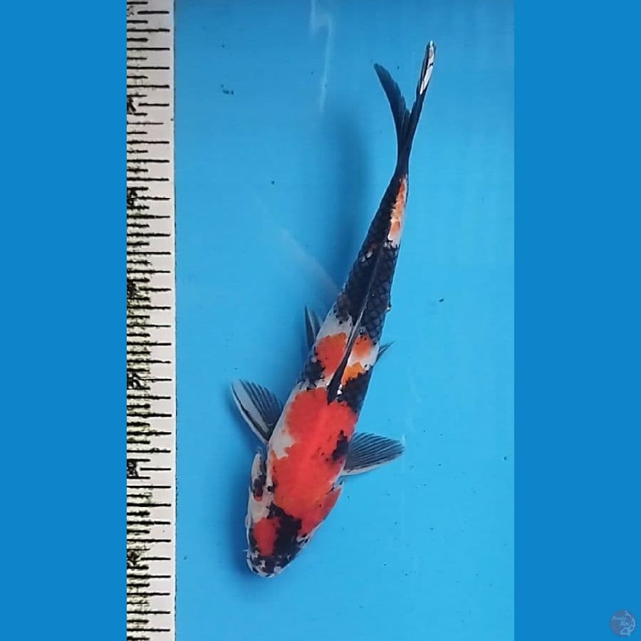 SHOWA MALE 29CM