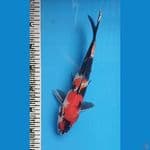 SHOWA MALE 29CM