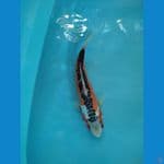 susuwi 33cm male