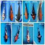 MIX 10EKOR  26-34CM