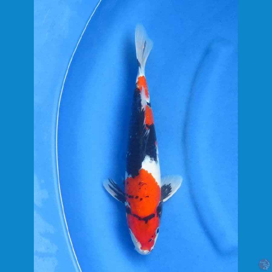 Red showa 34cm Tosai