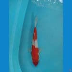 kohaku 32cm male