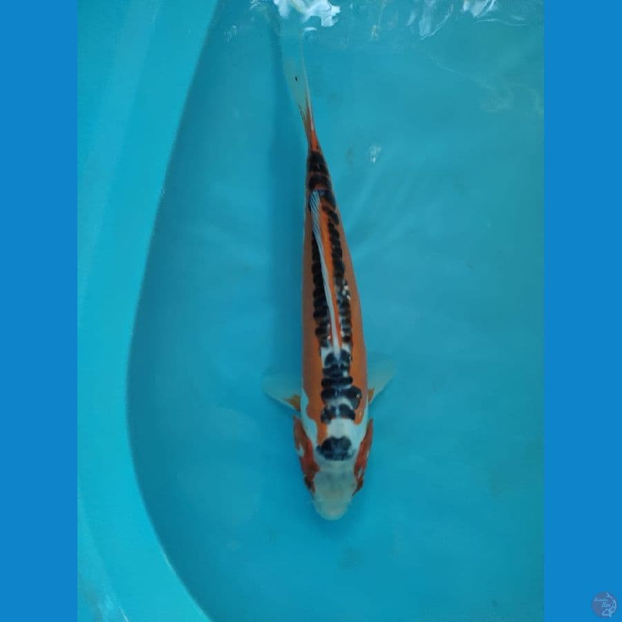 kutsuri 35cm male