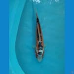 kutsuri 35cm male
