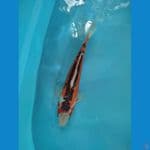 kiutsuri 32cm male