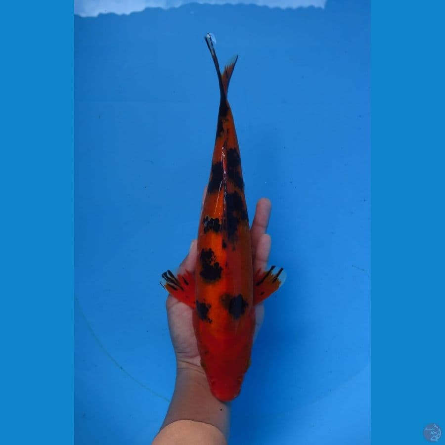 Aka bekko 34cm Tosai 