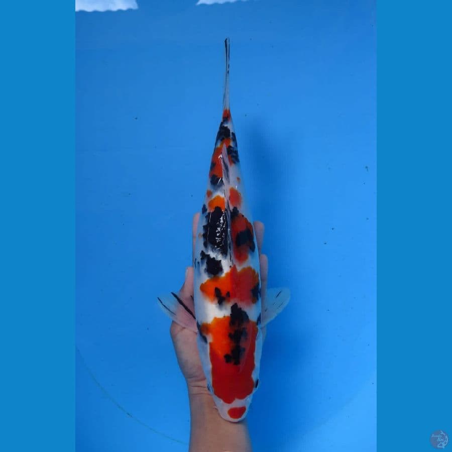 Sanke Ori 32cm