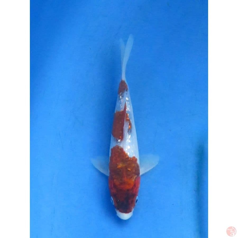 20cm - Koromo SQ ,