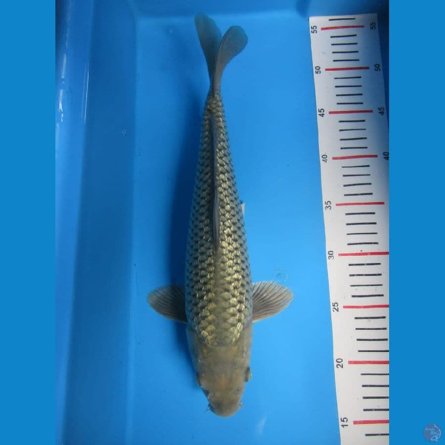soragoi punuk