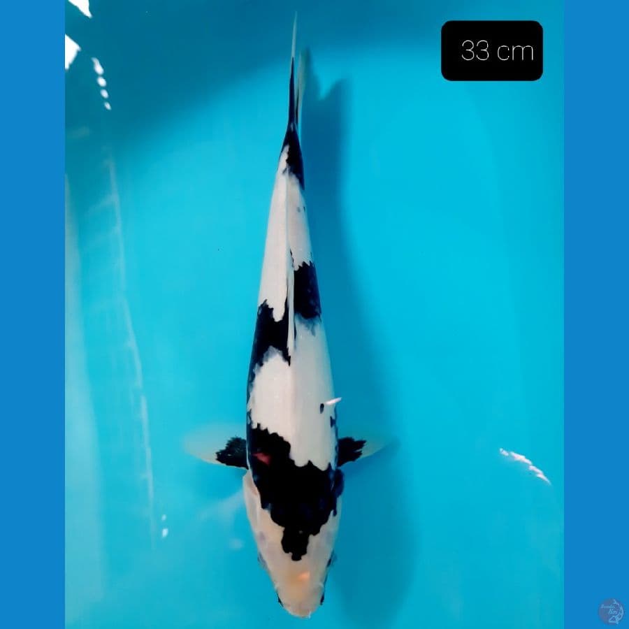 grade A shiro 33 cm