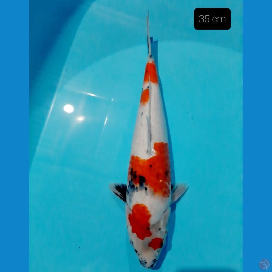 grade A 35 cm