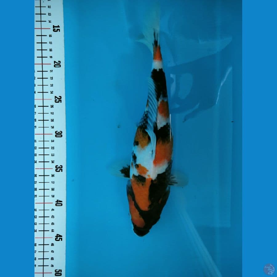 ~1~ Showa 30cm