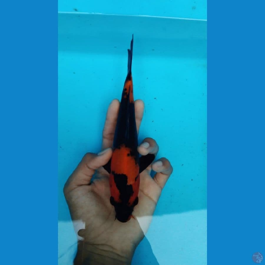 Hi utsuri Show Quality