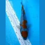 ochiba 31cm