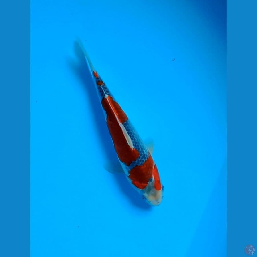 Red Goshiki spc