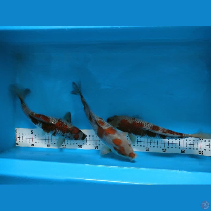 ~2~ Ochiba 26-28cm