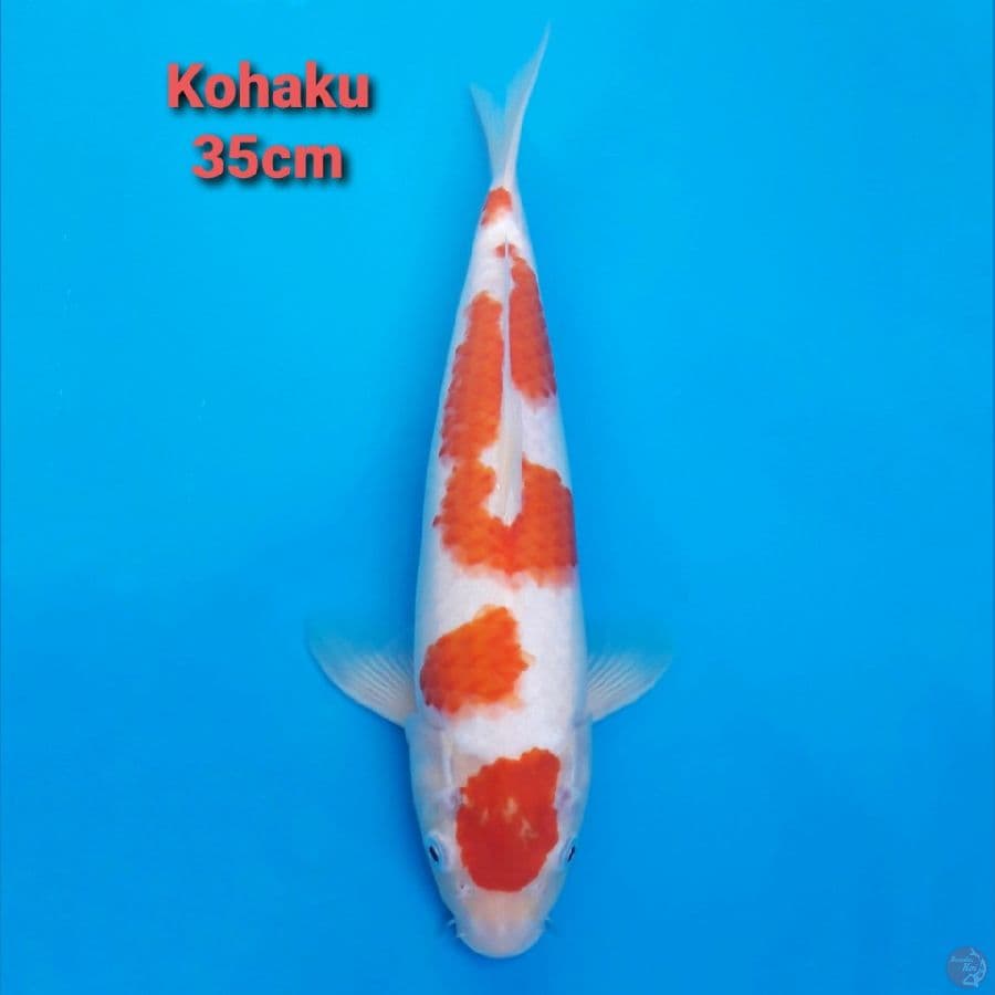 Maruten Kohaku Bakat Jumbo Body Bagus