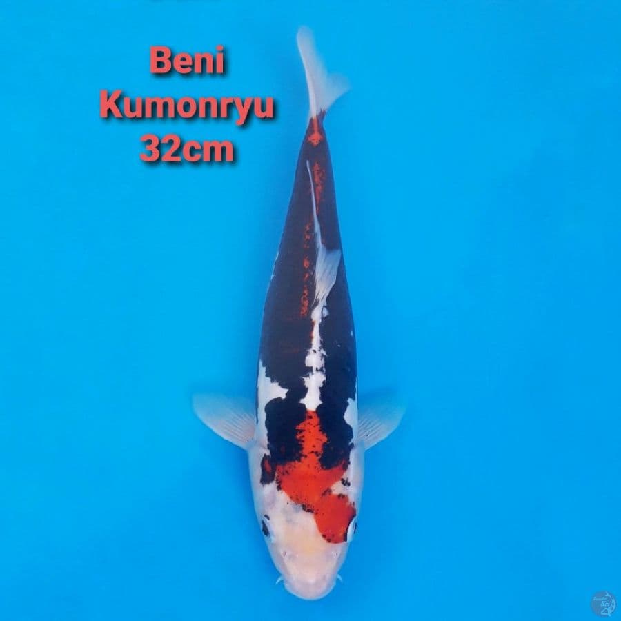 Beni Kumonryu 32cm