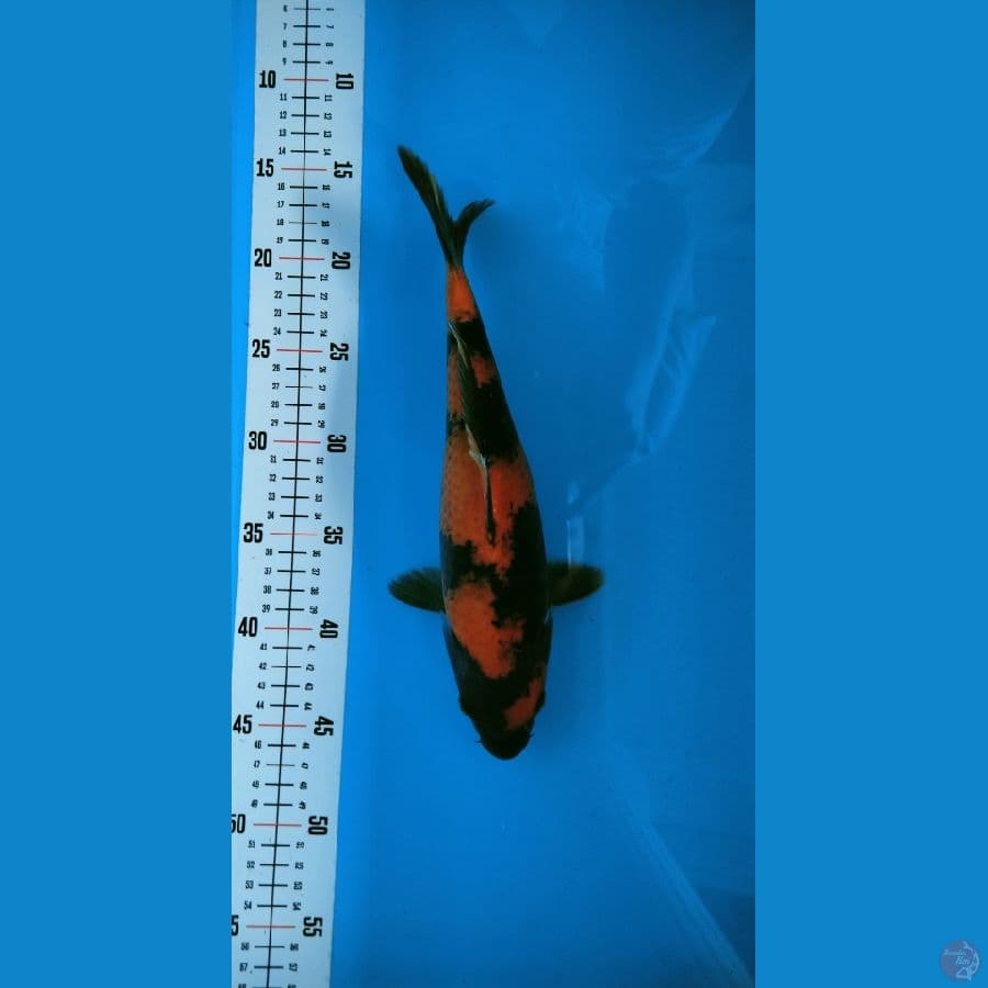 ~4~ HiUtsuri 30cm