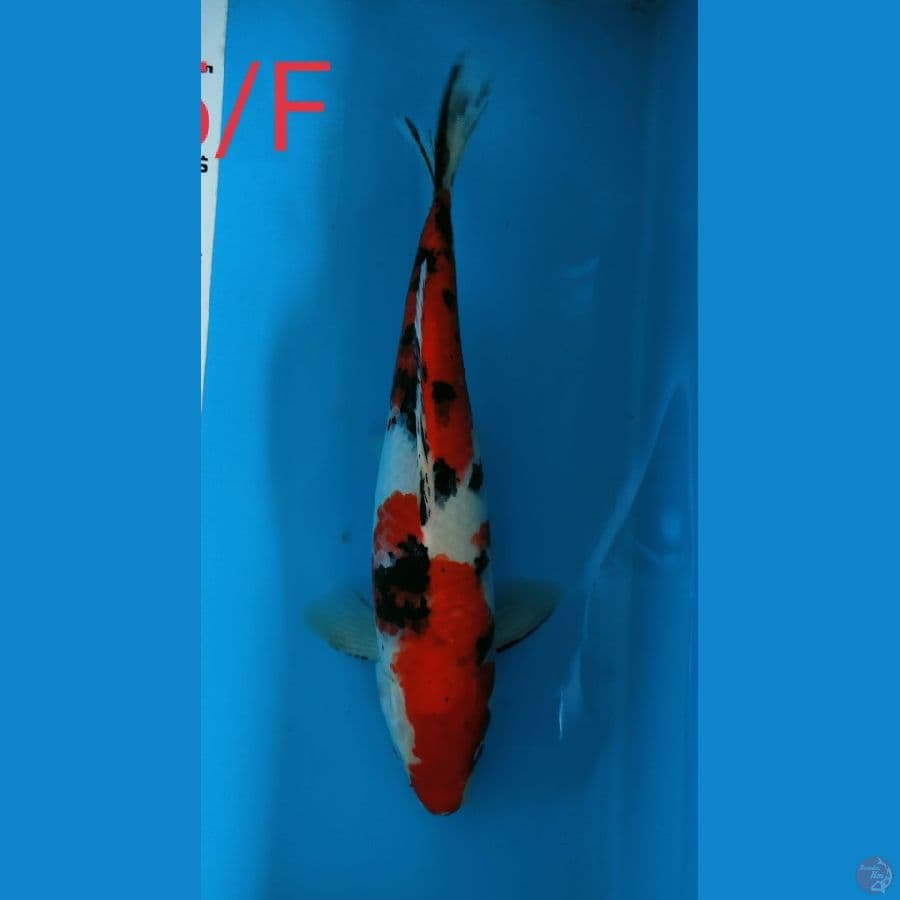 ~5~ Sanke 35cm/ F