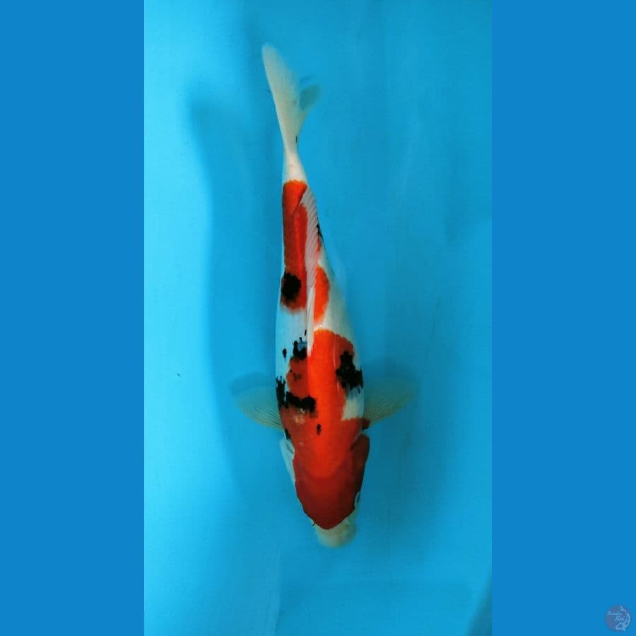 ~6~ Sanke Sanshoku 35cm