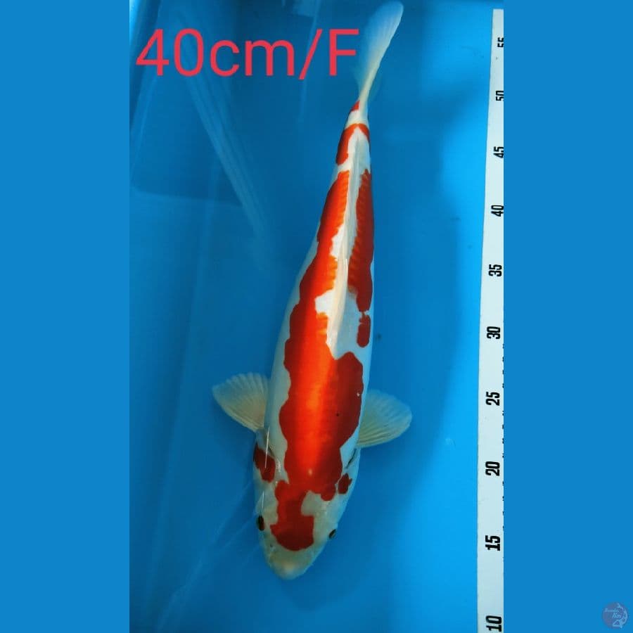 ~7~ Kikushui 40cm/F