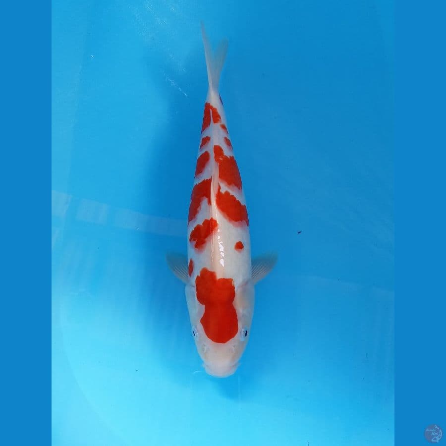 kohaku 36cm