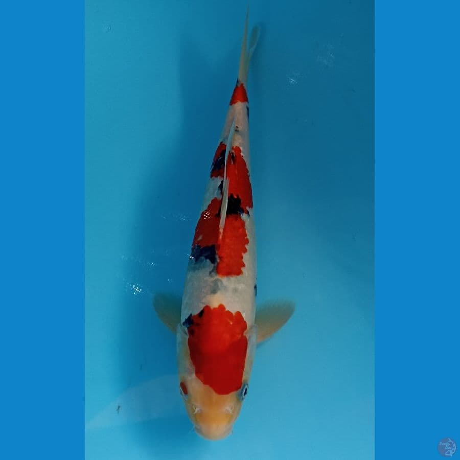 sanke 29cm