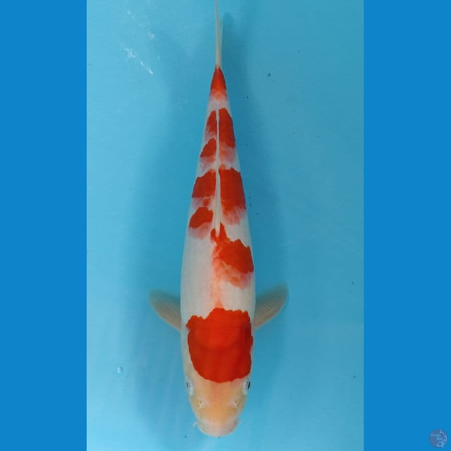 kohaku 30 cm