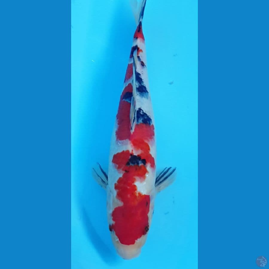 sanke 31cm