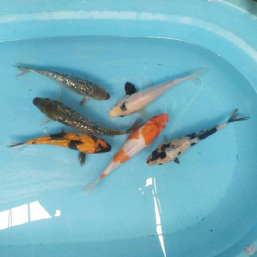 Paket Mix 6 ekor 19-23 cm