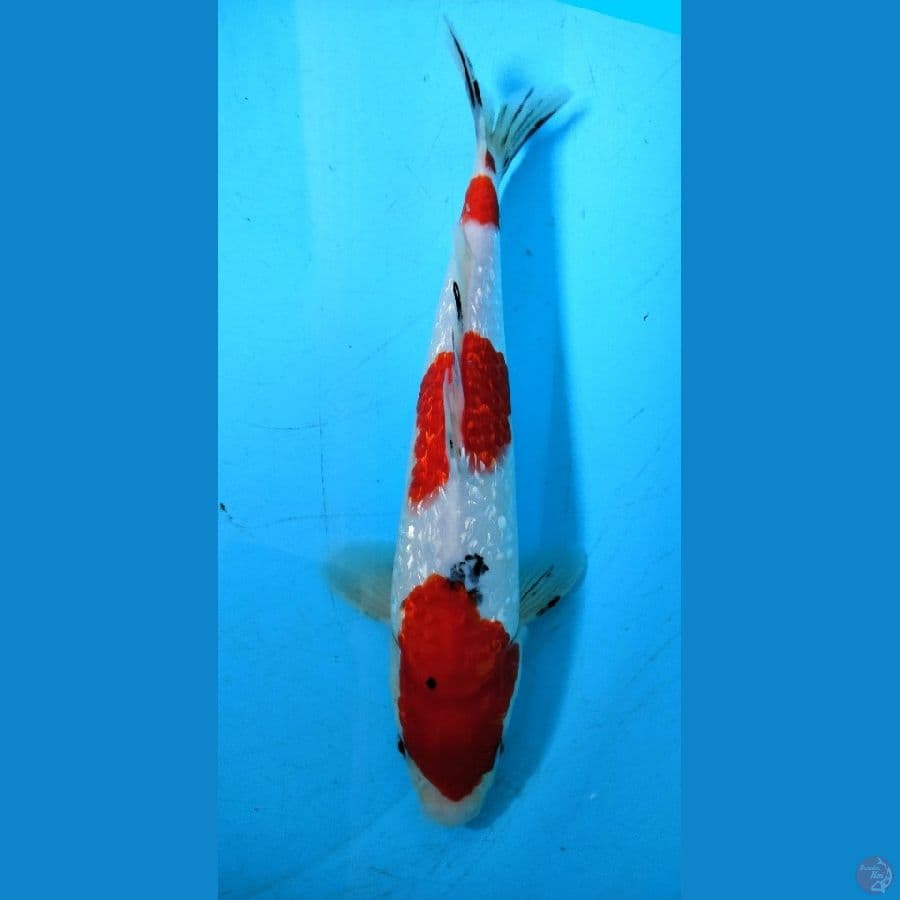 ~9~ Sanke Gindrin 30cm