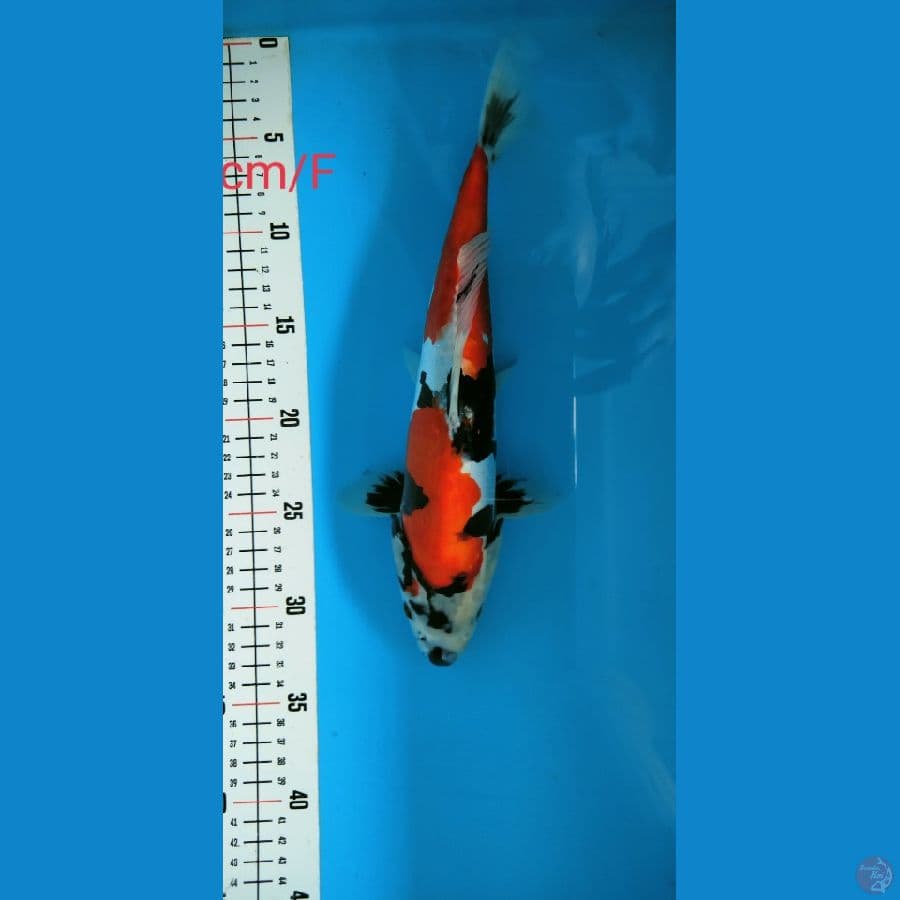 ~10~ Showa Doitsu 30cm