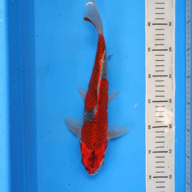 Goshiki merah
