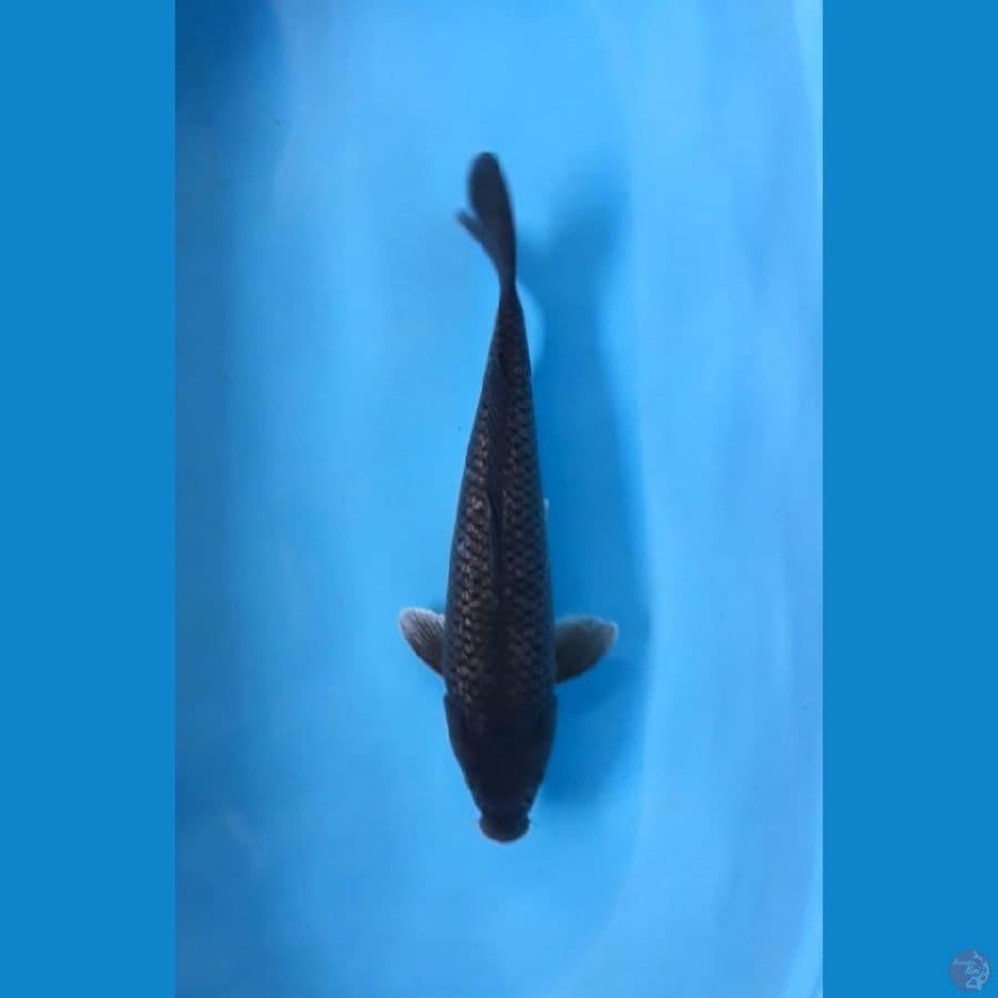 ~11~ Soragoi gindrin 36cm