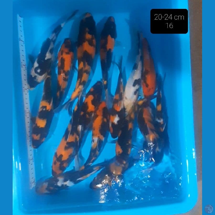 grade A 16 ekor 20-24 cm