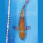 MARUTEN OCHIBA DOITSU ORYGINAL 