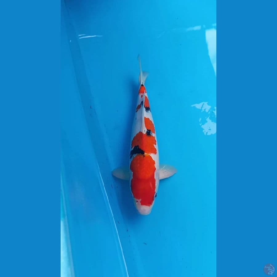 Sanke 35cm Male