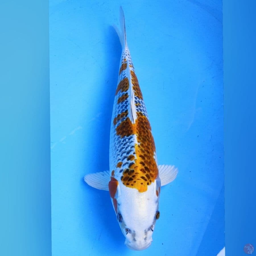 kojaku ,34cm
